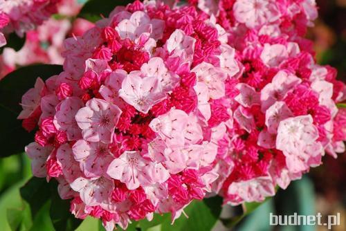 Kalmia Latifolia